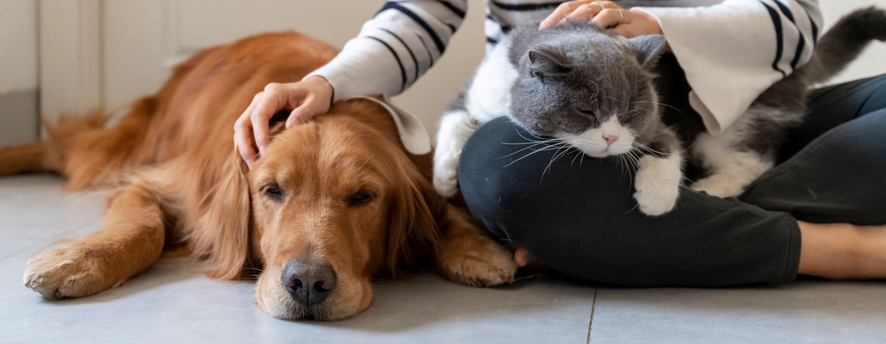 a person petting a dog and a cat