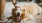 a person petting a dog