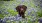 a dog sitting in flowers